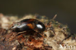 Sepedophilus littoreus