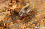 Trixagus dermestoides