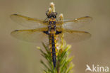 Tweevlek (Epitheca bimaculata)