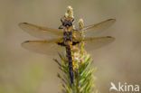 Tweevlek (Epitheca bimaculata)