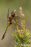 Tweevlek (Epitheca bimaculata)