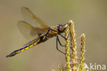 Tweevlek (Epitheca bimaculata)