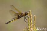 Tweevlek (Epitheca bimaculata)