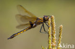 Tweevlek (Epitheca bimaculata)