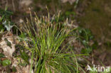 Vingerzegge (Carex digitata) 