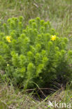 Voorjaarsadonis (Adonis vernalis)