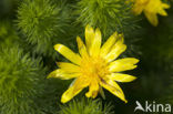 Voorjaarsadonis (Adonis vernalis)