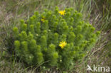 Voorjaarsadonis (Adonis vernalis)