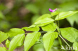 Voorjaarslathyrus (Lathyrus vernus)