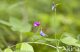 Voorjaarslathyrus (Lathyrus vernus)