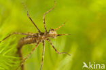 Weidebeekjuffer (Calopteryx splendens)