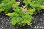 wild celery (Apium graveolens var dulce)