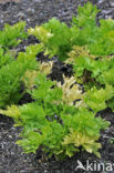 wild celery (Apium graveolens var dulce)