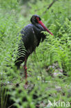 Zwarte Ooievaar (Ciconia nigra)