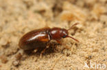 Cryptophilus obliteratus