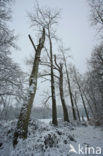 De Mortelen en Heerenbeek