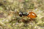 De Mortelen en Heerenbeek