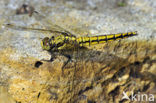 Gewone oeverlibel (Orthetrum cancellatum)