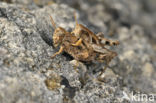 Grasshopper (Pezotettix giornae)