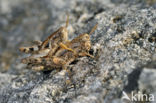 Grasshopper (Pezotettix giornae)