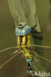 Groene glazenmaker (Aeshna viridis) 