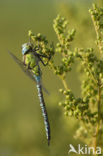 Groene glazenmaker (Aeshna viridis) 