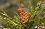 Grove den (Pinus sylvestris)