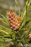 Grove den (Pinus sylvestris)