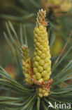 Grove den (Pinus sylvestris)