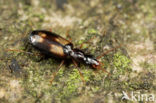 Kleine Viervlekschorsloper (Calodromius spilotus)