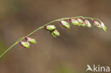 Knikkend parelgras (Melica nutans)