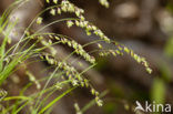 Knikkend parelgras (Melica nutans)