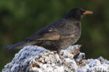 Merel (Turdus merula)