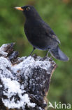 Merel (Turdus merula)