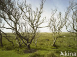 Nationaal Park Duinen van Texel