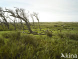 Nationaal Park Duinen van Texel