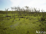 Nationaal Park Duinen van Texel