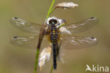 Oostelijke witsnuitlibel (Leucorrhinia albifrons) 