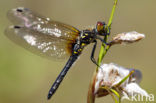 Oostelijke witsnuitlibel (Leucorrhinia albifrons) 