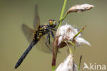 Oostelijke witsnuitlibel (Leucorrhinia albifrons) 