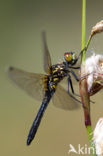 Oostelijke witsnuitlibel (Leucorrhinia albifrons) 