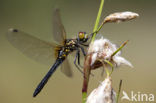 Oostelijke witsnuitlibel (Leucorrhinia albifrons) 