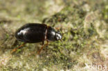 Proteinus ovalis