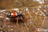 Rybaxis longicornis