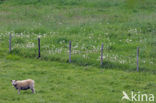 Schaap (Ovis domesticus)