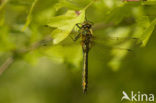 Smaragdlibel (Cordulia aenea)