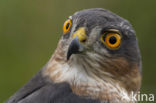 Sperwer (Accipiter nisus)