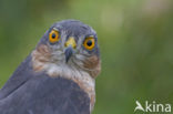 Sperwer (Accipiter nisus)