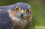 Sperwer (Accipiter nisus)