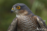 Sperwer (Accipiter nisus)